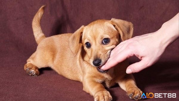 Giấc mơ chó cắn vào tay, tượng trưng cho cảm giác bị phản bội và sự nghi ngờ trong mối quan hệ thân thiết