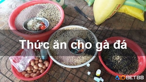 Điều chỉnh chế độ ăn uống là phương pháp giảm cân cho gà chọi phổ biến nhất