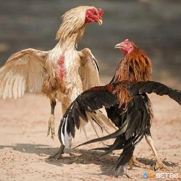 Tăng cường cận động và luyện tập giúp gà duy trì trạng thái cơ thể tốt nhất