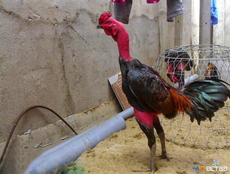 Không nên giảm cân cho gà quá nhanh khiến sức khỏe đi xuống
