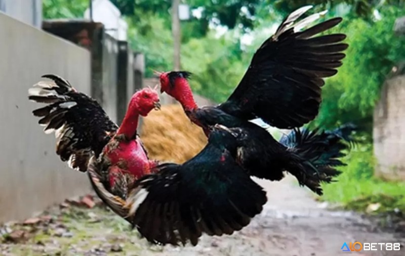 Duy trì lượng nước cần thiết cho gà trong quá trình giảm cân là yếu tố quan trọng để duy trì sức khỏe và đạt hiệu quả