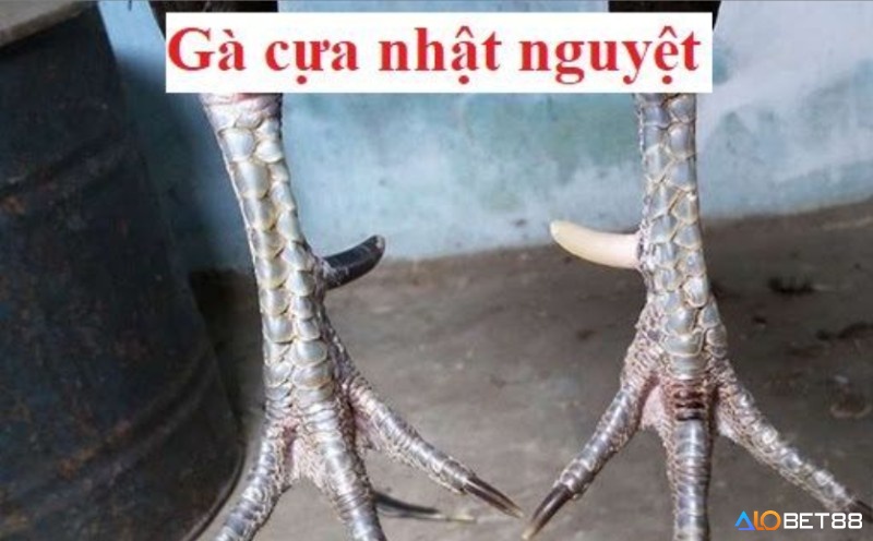 Huấn luyện phản xạ và tấn công bài bản giúp gà đá cựa nhật nguyệt làm chủ sới đấu trong mọi tình huống