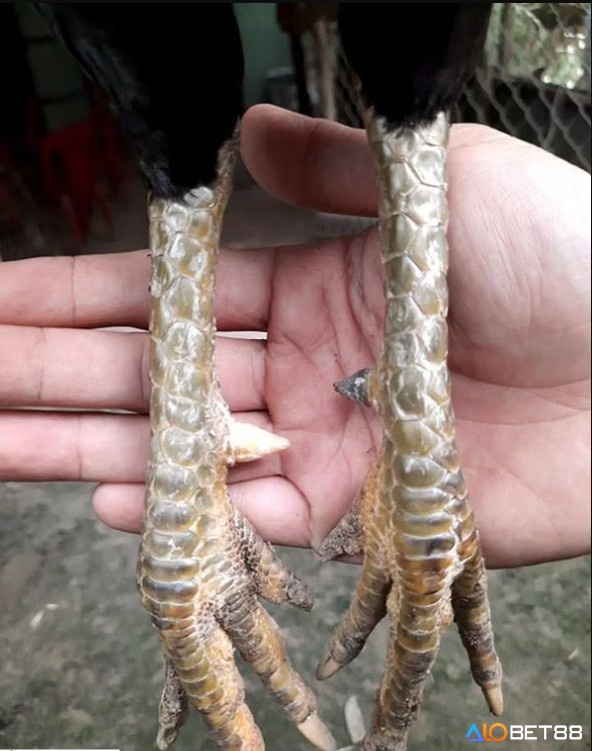 Khẩu phần ăn giàu protein, thảo dược giúp tăng sức bền và phục hồi nhanh cho gà đá cựa nhật nguyệt