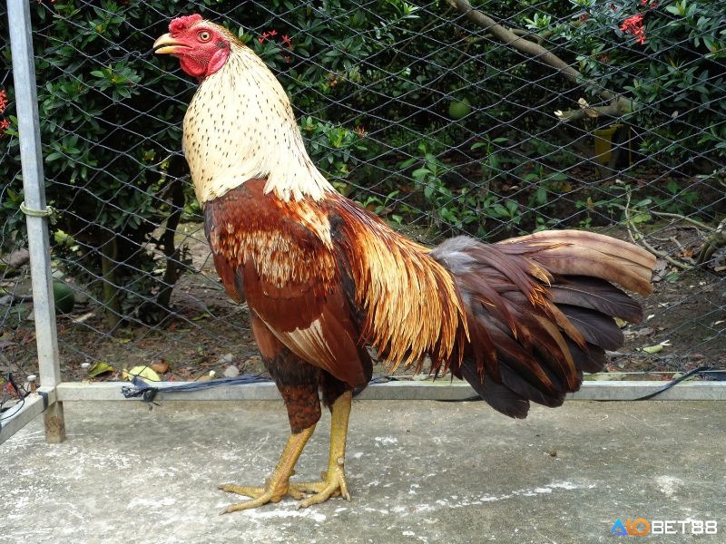 Kết tinh từ dòng gà bản địa và ngoại lai, gà cựa nhật nguyệt kế thừa vẻ đẹp hình thể và bản lĩnh chiến đấu bền vững
