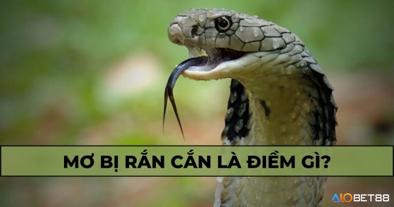 Giải mã giấc mơ thấy bị rắn cắn theo ngữ cảnh
