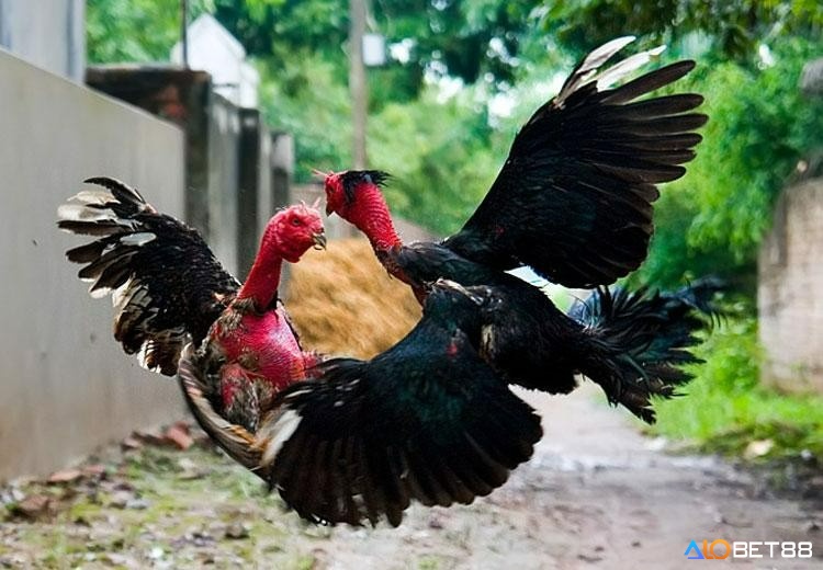 Sáng sớm là thời điểm vàng để gà hấp thụ tối ưu dưỡng chất