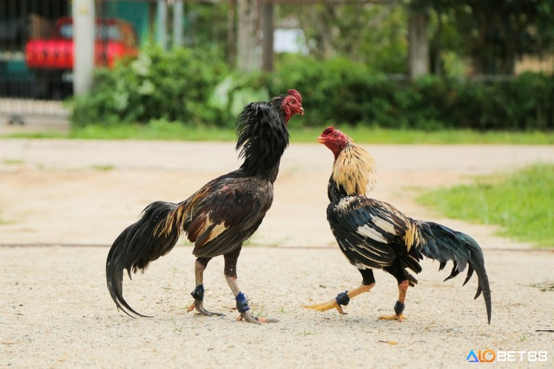 Kết hợp dùng thuốc và nghỉ ngơi giúp gà duy trì phong độ ổn định lâu dài