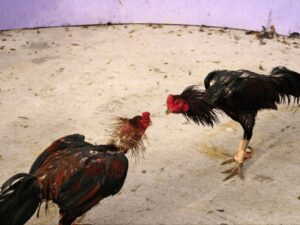 Thuốc tăng lực gà đá tốt nhất hiện nay giúp chiến kê sung mãn