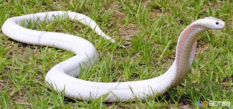 Giấc mơ thấy rắn chết báo hiệu sự kết thúc những khó khăn và mở ra cơ hội mới trong cuộc sống