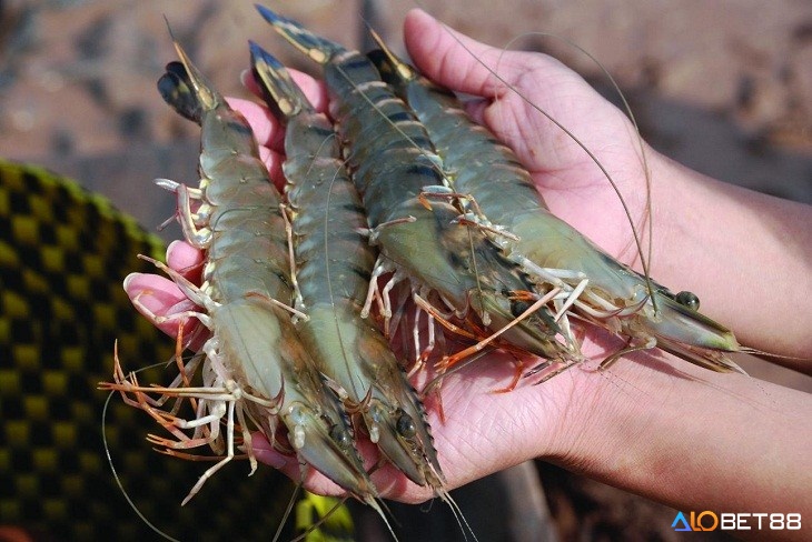 giải mã giấc mơ bắt được nhiều tôm nước ngọt dự báo cuộc sống ổn định