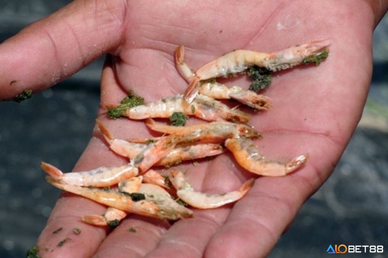 Giải mã giấc mơ bắt được nhiều tôm thì thường là đánh cặp số đảo 69 - 96