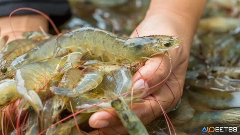 Giải mã giấc mơ bắt được nhiều tôm đa phần là một giấc mơ báo điềm lành, số ít cũng có cảnh báo chuyện xấu