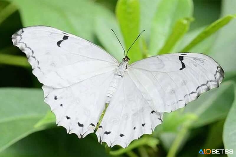 Giấc mơ thấy bướm màu trắng là điềm báo về sự may mắn trong cuộc sống của bạn