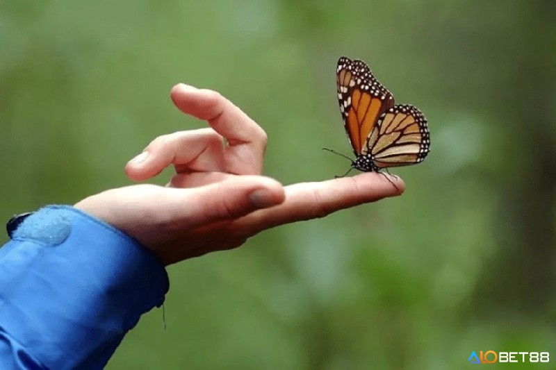 Giấc mơ thấy bướm đậu trên tay hoặc người là điềm báo may mắn và tốt lành đến với bạn