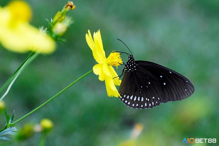 Giấc mơ thấy bướm đánh số gì mang đến cho bạn các con số may mắn liên quan mỗi ngày