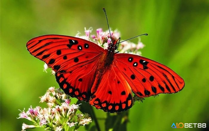 Giải mã giấc mơ thấy bướm đánh số gì cùng các điềm báo liên quan